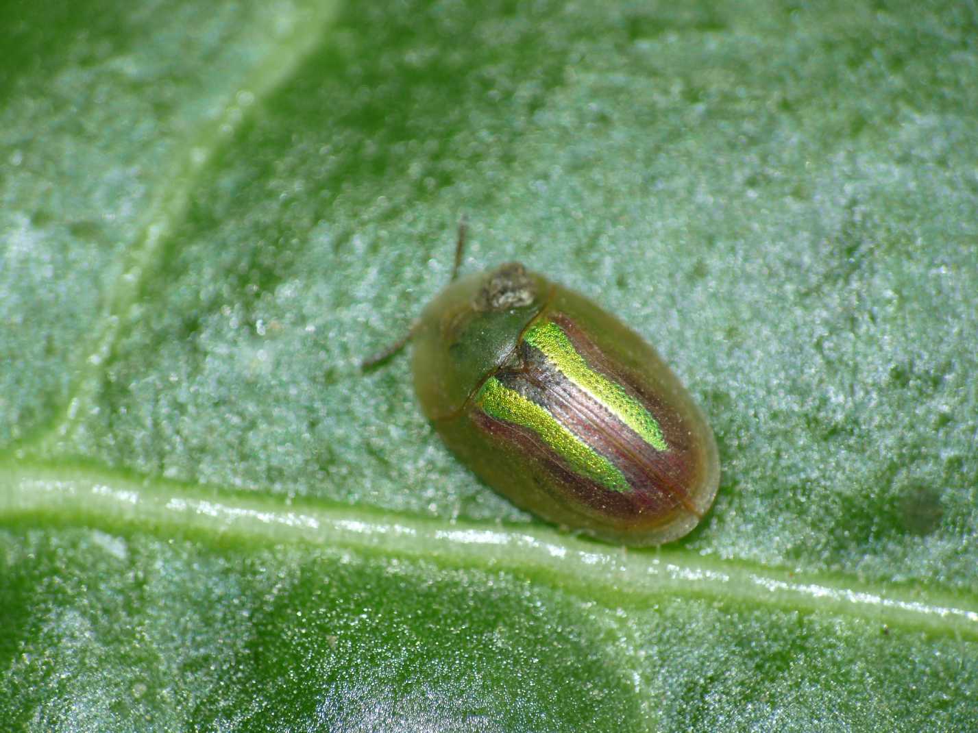 Cassida vittata